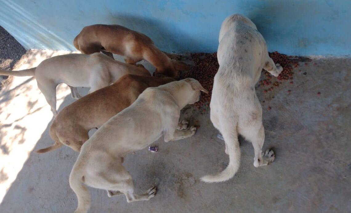 Perritos de Isla Venado necesitan de su ayuda 1 Perritos