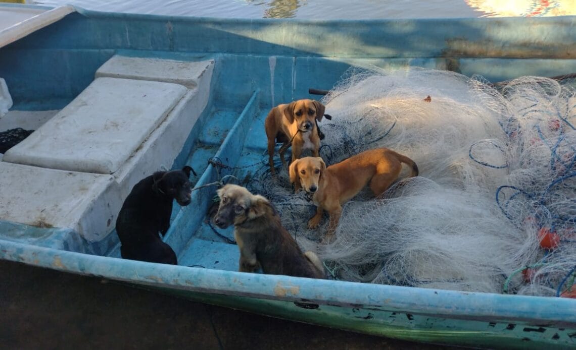 Fundación Valentino Zaguate castró a 14 perritas de Isla Venado y lugares circunvecinos, pero necesitan de su ayuda 1 Perritos en lancha