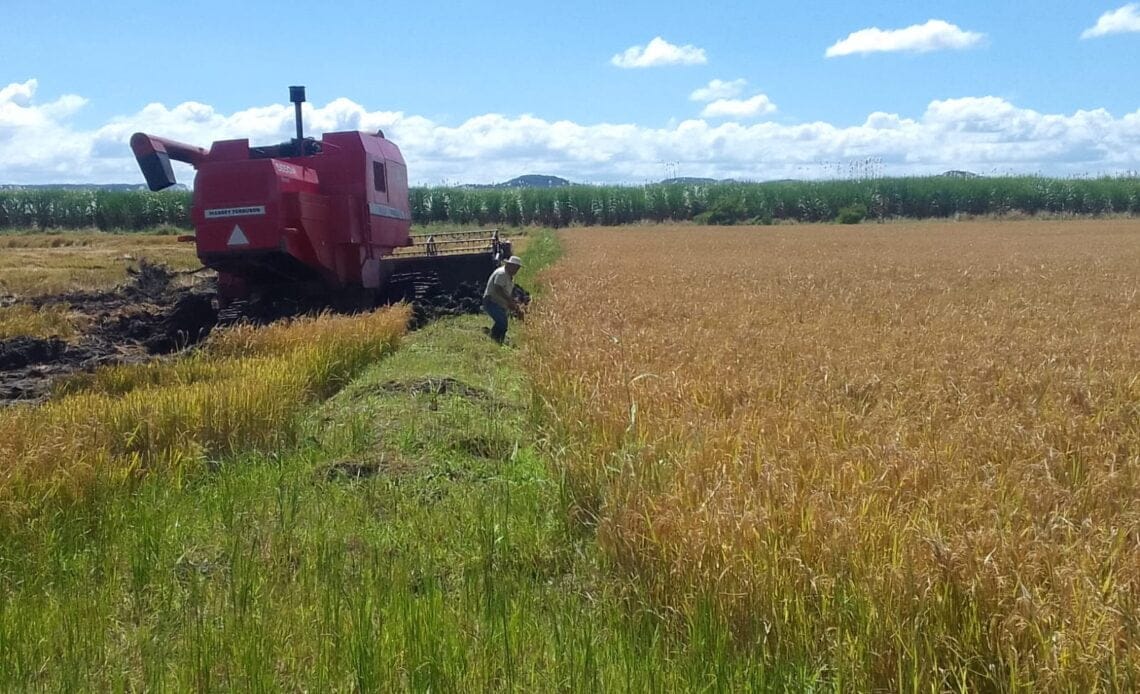 Campaña de Conarroz retrata al ser humano con responsable que tengamos arroz en nuestra mesa 1 Campana Conarroz