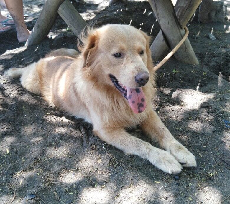 Quemaduras, golpe de calor, deshidratación y pérdida, problemas que puede sufrir su mascota en un paseo. 1 Foto perrito en la playa 4