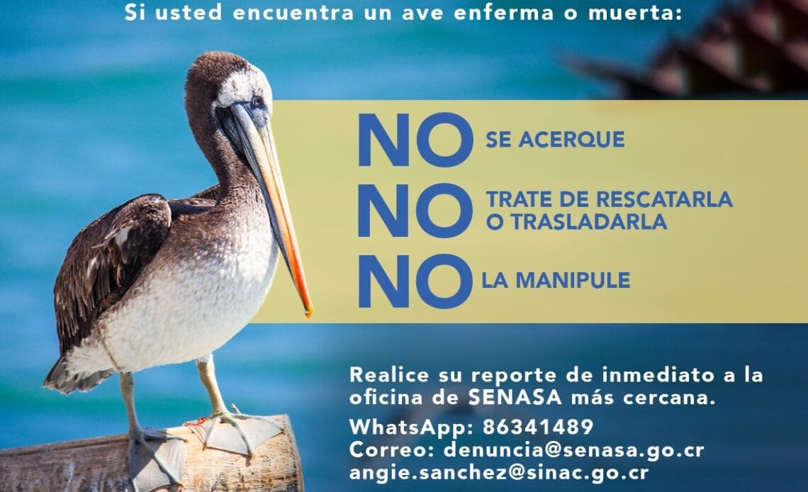 Costa Rica cuenta con primeros casos de influenza aviar en especies silvestres 1 Influenza Aviar reporte