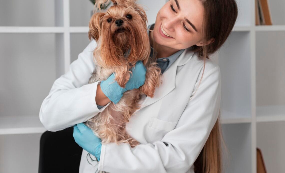 Veterinarios por primera vez en el país contarán con capacitaciones a nivel internacional 1 veterinarian check ing puppy s health