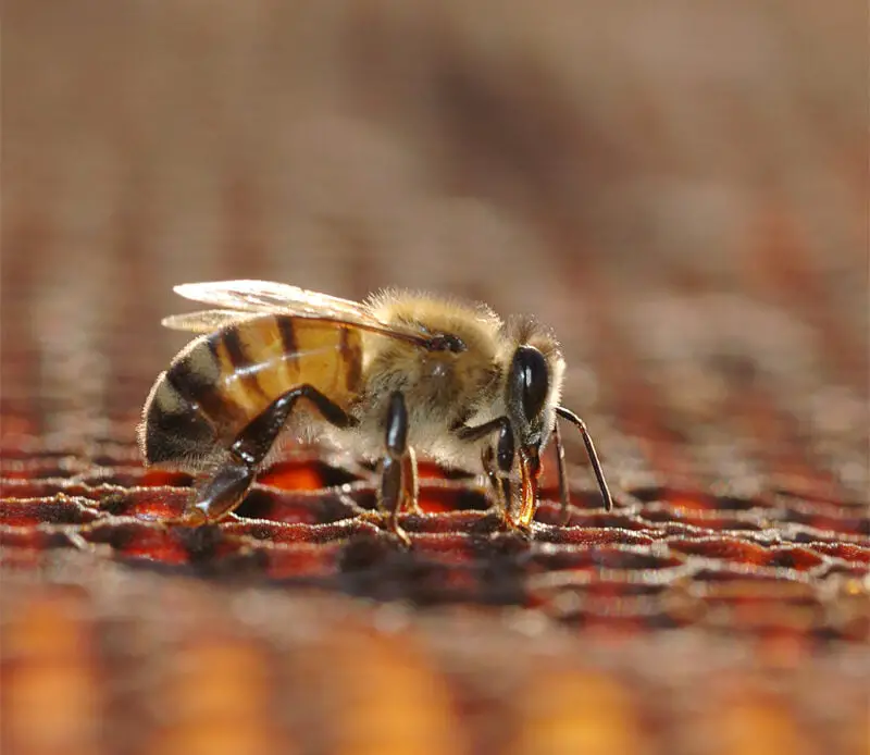 detailed bee view