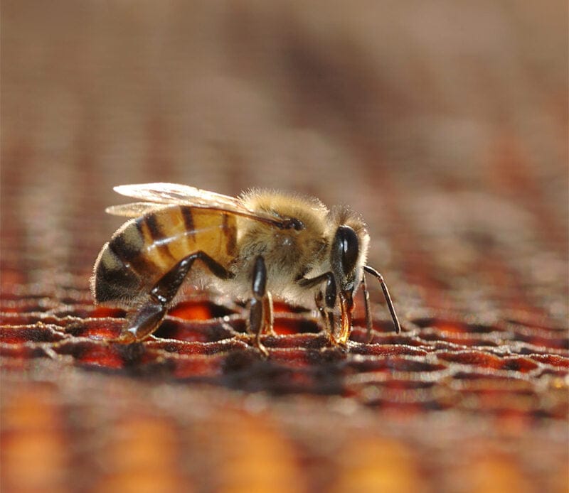 Cinat lanza guías de apoyo al apicultor 1 detailed bee view