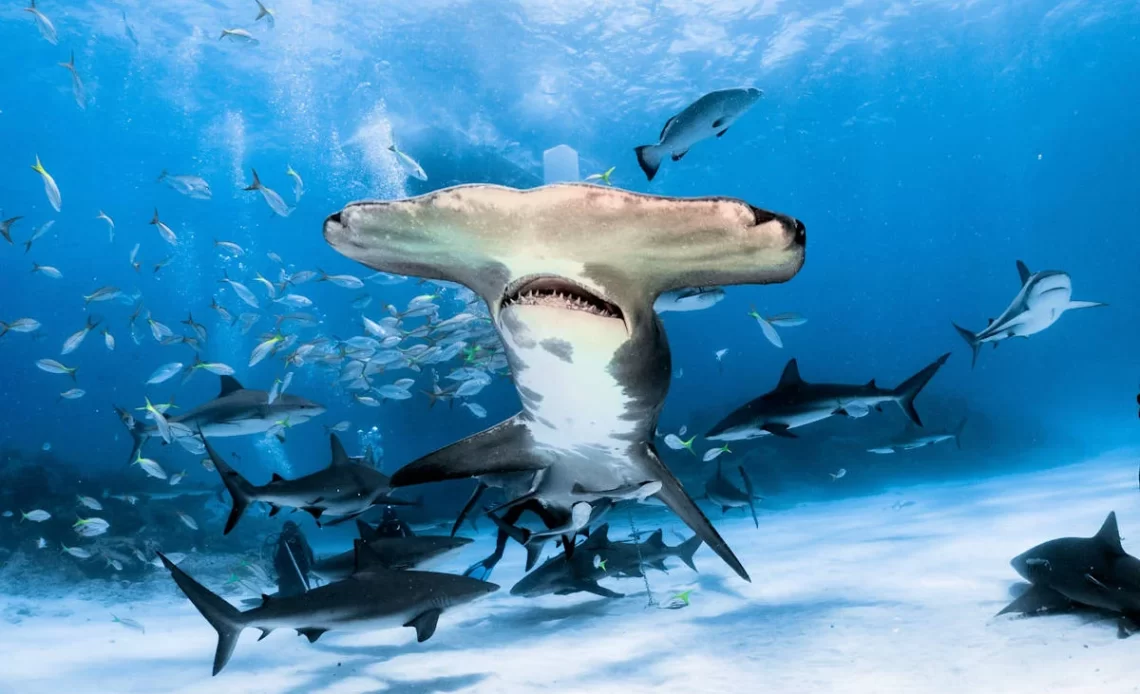 Debate sobre protección de tiburones en Costa Rica genera controversia en el Plenario legislativo 1 tiburon martillo.jpg