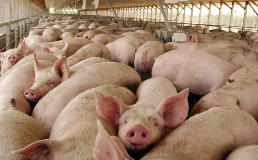 Sobre el Acuerdo con China para la cria industrial de cerdos para la