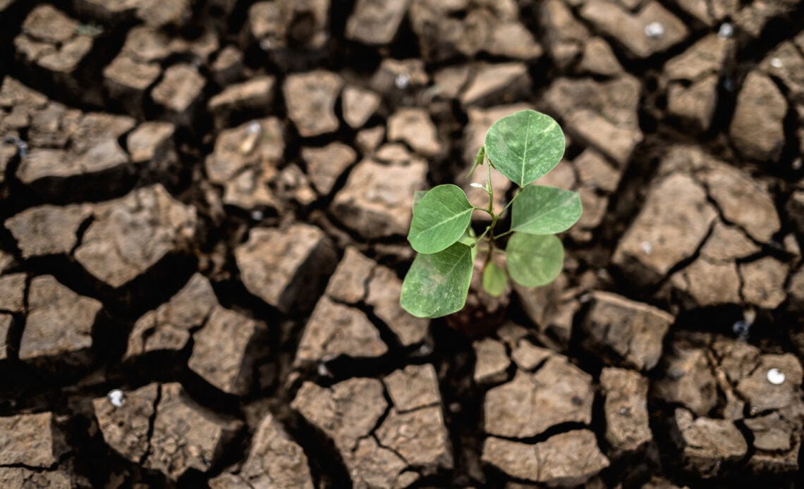 Pronostican clima más caluroso y seco en los próximos 20 años 1 arboles crecidos suelo seco agrietado seco estacion seca calentamiento global