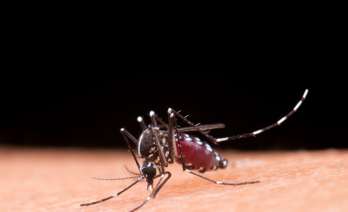 Ministerio de Salud confirma circulación autóctona simultánea de los cuatro serotipos de dengue en el país 1 mosquito