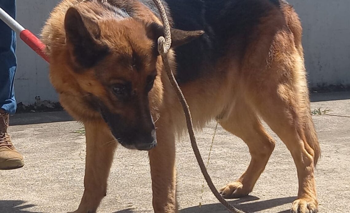 SENASA decomisó perro que causó muerte de niño en Pérez Zeledón 1 2
