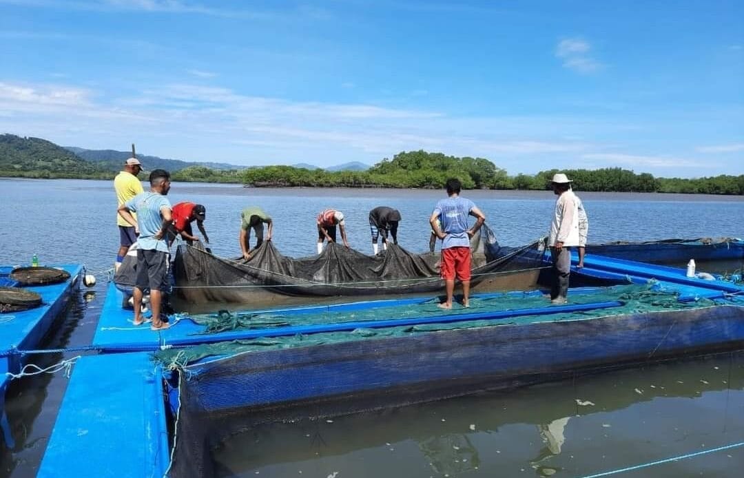 Cultivo de camarón 100% orgánico beneficia a más de 1.500 personas en Isla Venado 1 7b76ed1f f737 44f5 9d72 d02e7a95f145