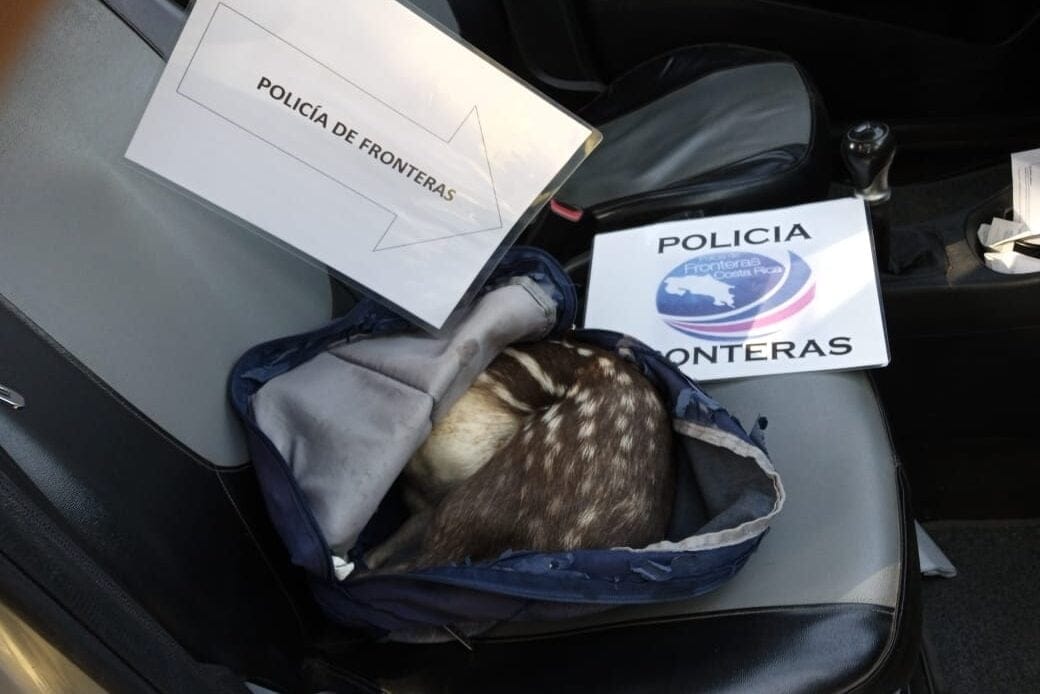 Policías fronterizos detienen a presunto cazador con un tepezcuintle decapitado 1 PRESUNTO CAZADOR 2
