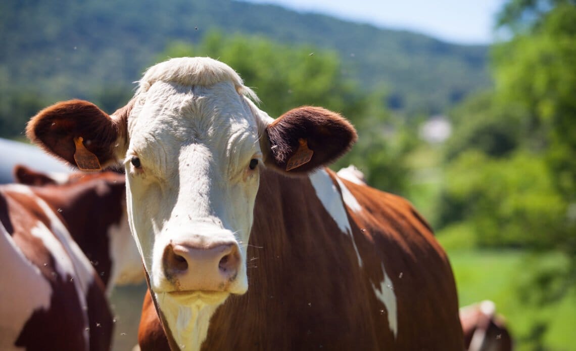 Productores ganaderos deben prepararse para el impacto del fenómeno de El Niño 1 rebano vacas que producen leche queso gruyere francia primavera