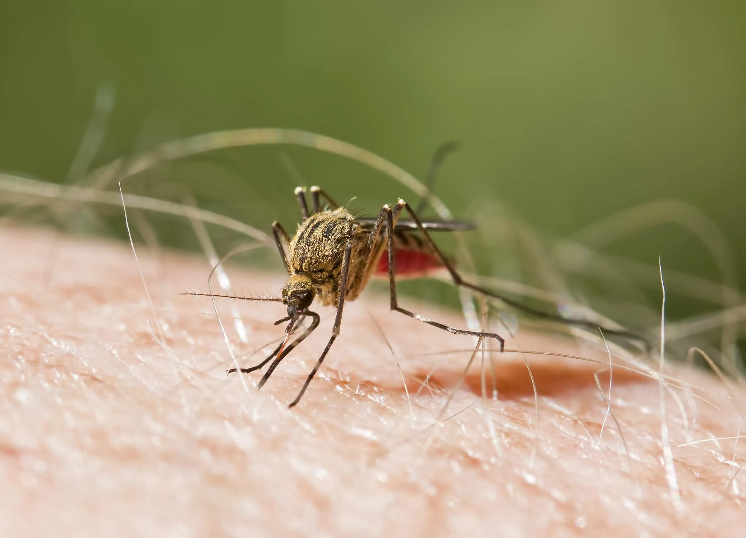 ​CCSS fortalece tamizaje y diagnóstico temprano en el marco del plan para erradicar la malaria